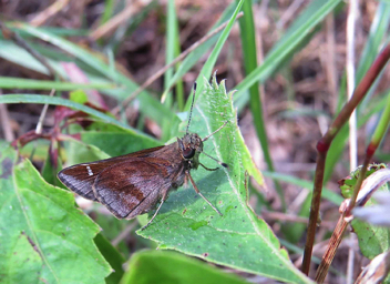 Clouded Skipper